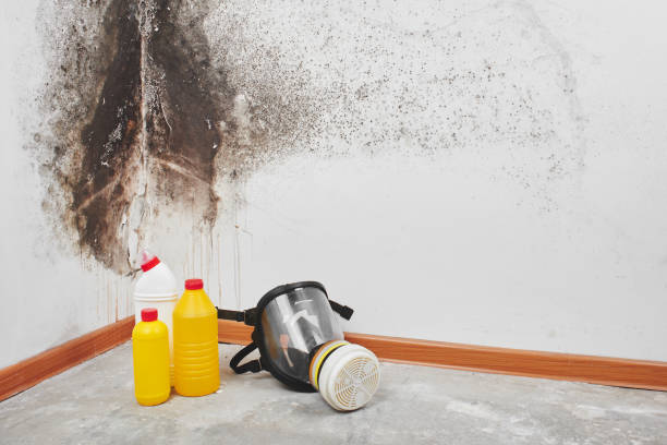 Best Industrial Mold Remediation in North Pekin, IL