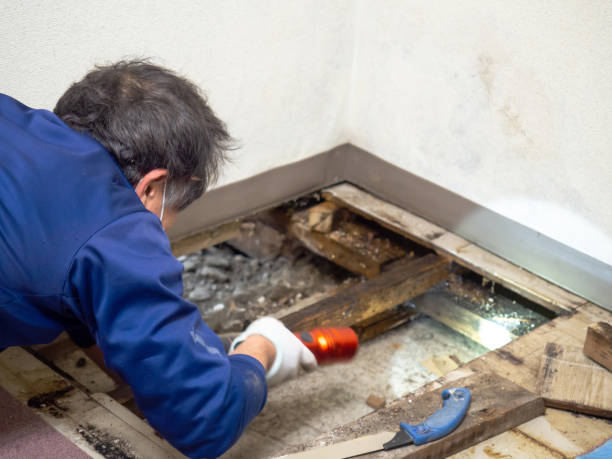 Best Mold Remediation for Specific Building Types in North Pekin, IL