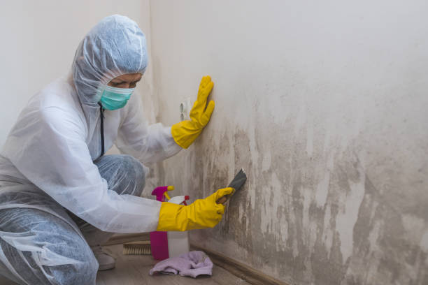 Best Mold Testing and Inspection Services in North Pekin, IL