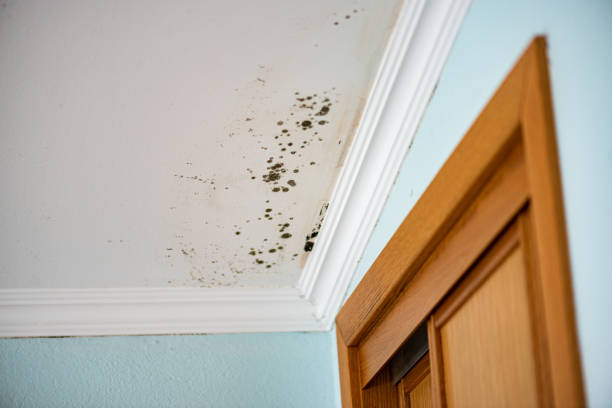 Best Crawl Space Mold Remediation in North Pekin, IL