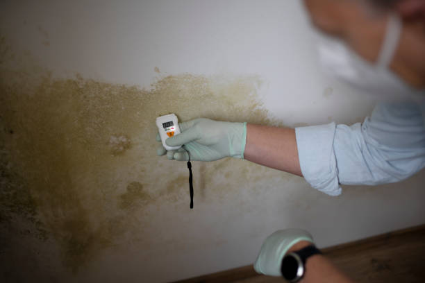 North Pekin, IL Mold Remediation Company