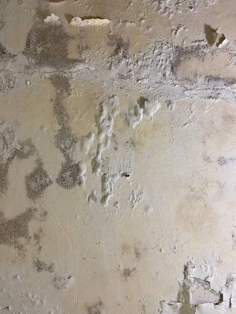 Best Localized Mold Remediation (e.g., coastal areas, humid climates) in North Pekin, IL