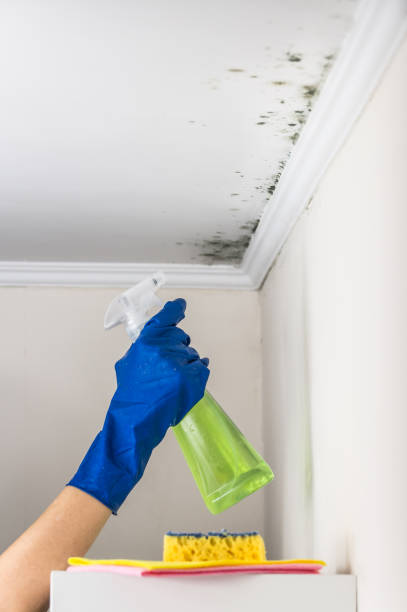 Best Residential Mold Remediation in North Pekin, IL